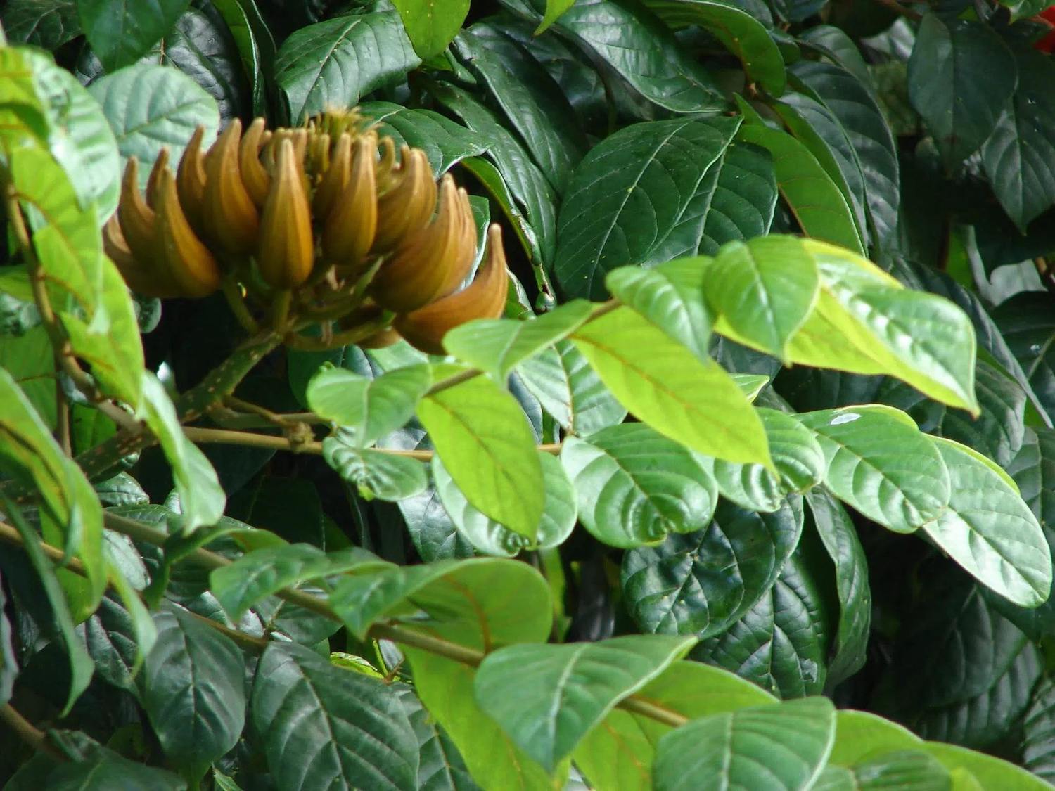 Hojas verdes de Spathodea campanulata y botones cerrados sin flores abiertas.