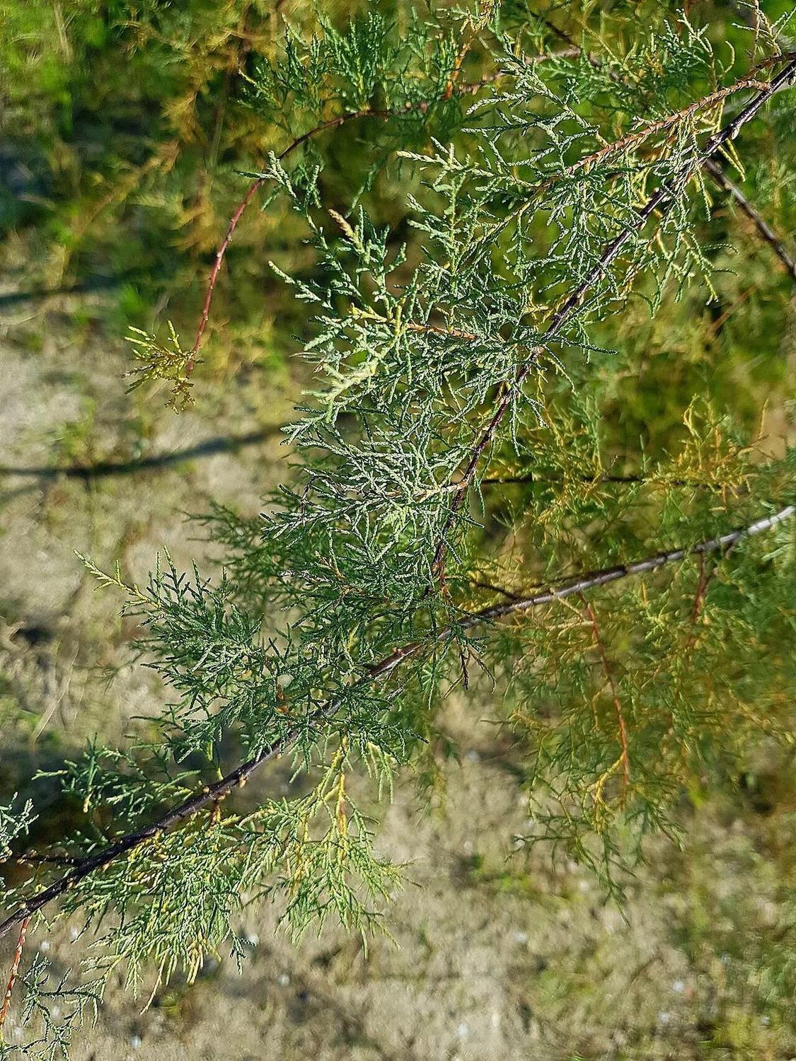 Detalle real de las ramillas y el follaje verde de Tamarix gallica, referencia del género Tamarix. Sin flores, planta completa ni recipiente visibles; no representa tamaño ni variedad de entrega.