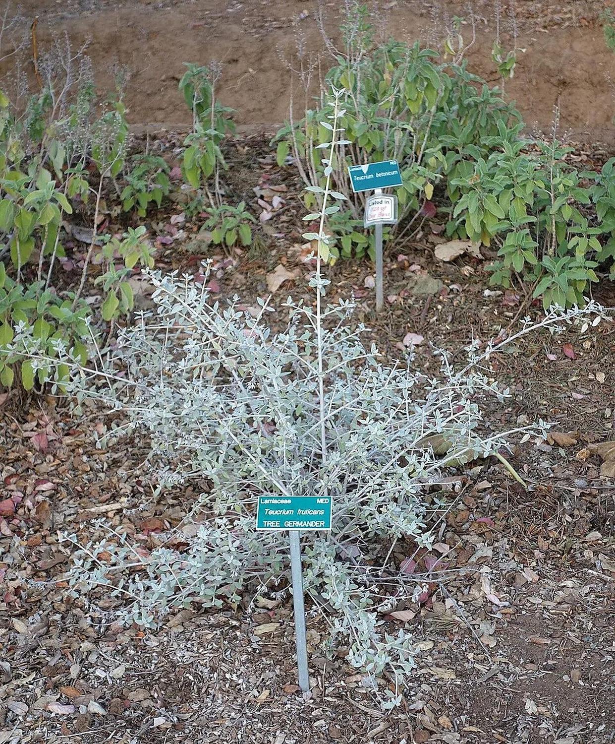 Arbusto de Teucrium fruticans de follaje gris verdoso fotografiado en jardín botánico.