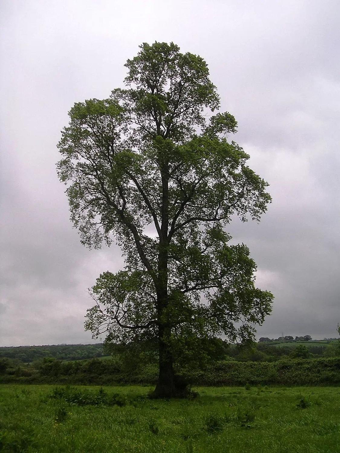 Árbol completo de Ulmus minor en suelo, como referencia del género Ulmus