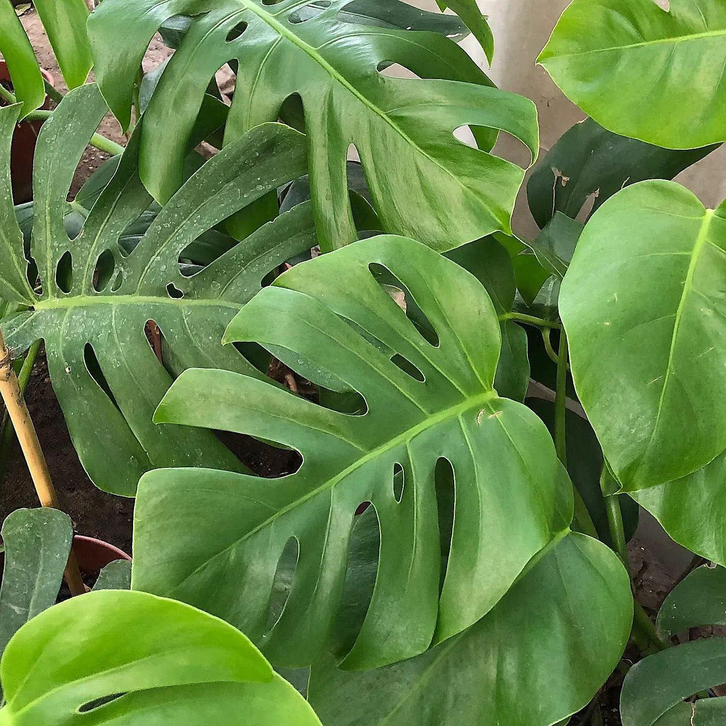 Monstera