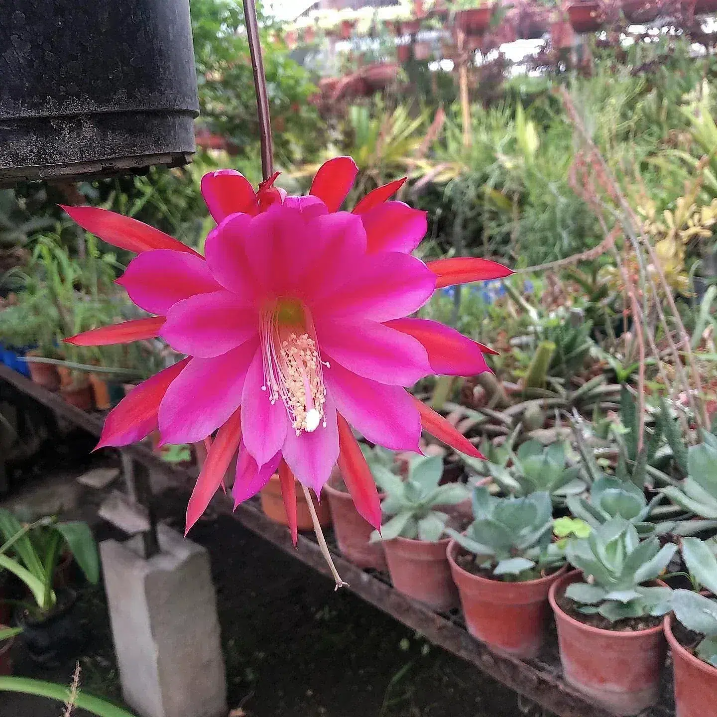 Epiphyllum · flor rosa · foto publicada por Vivero Kaki