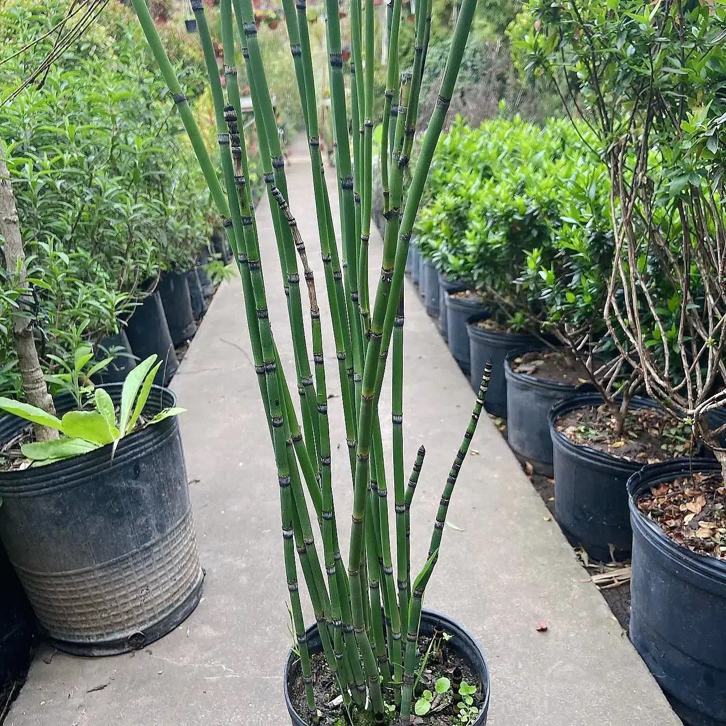 Tallos verdes de equisetum en el vivero