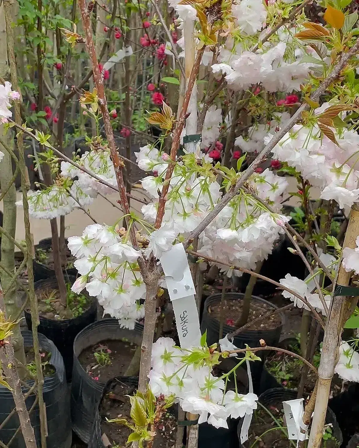 Cerezo Sakura de flores blancas