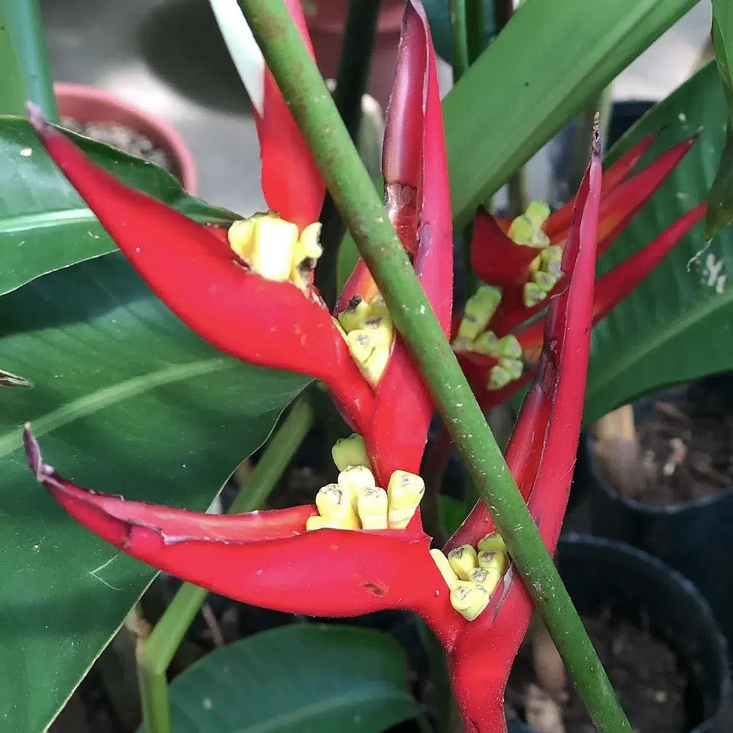 Inflorescencia roja de heliconia