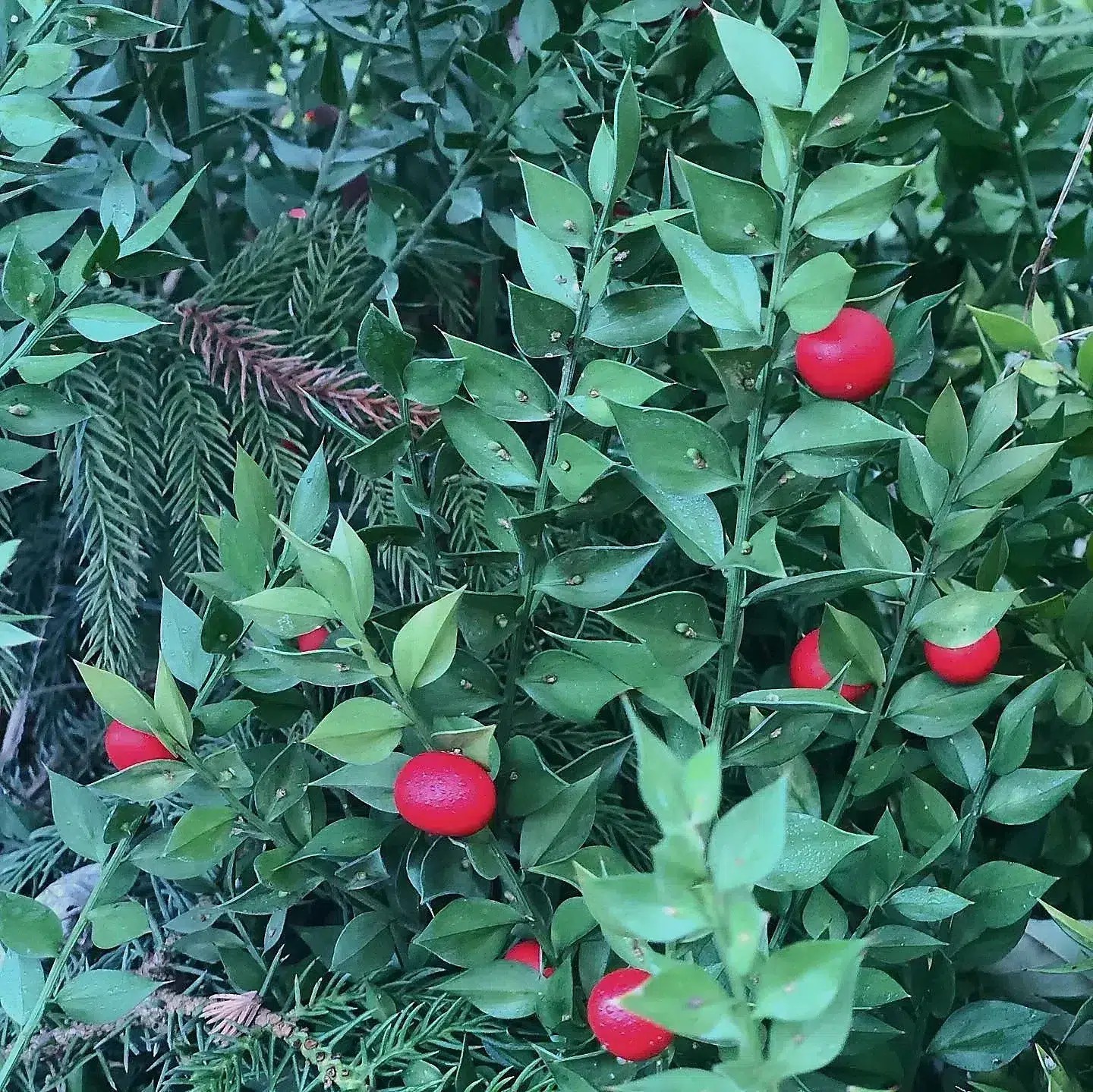 Ruscus con sus frutos rojos