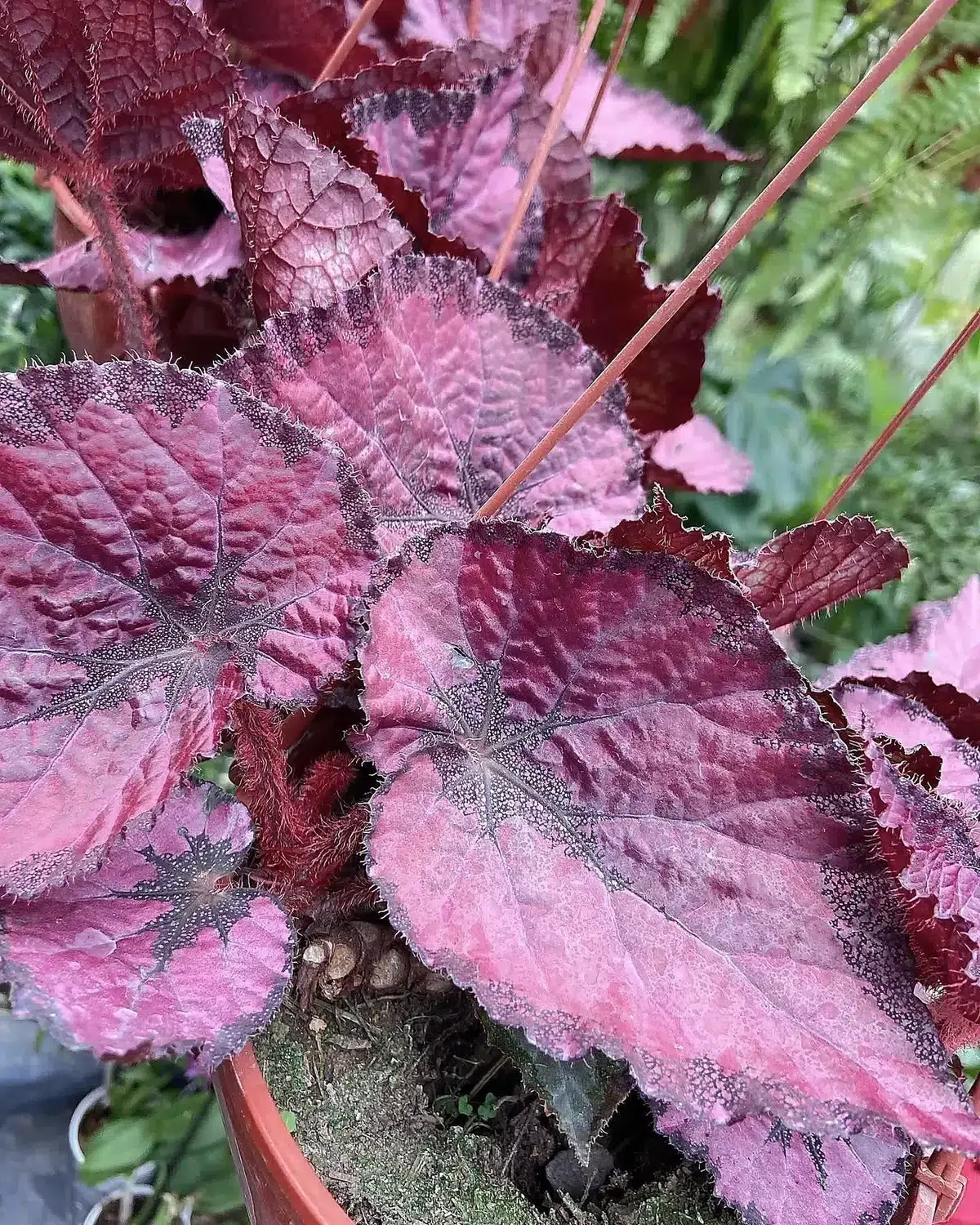Follaje rojizo de begonia rex