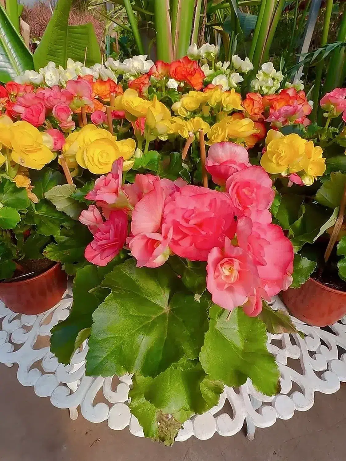 Begonias elatior en flor en el vivero
