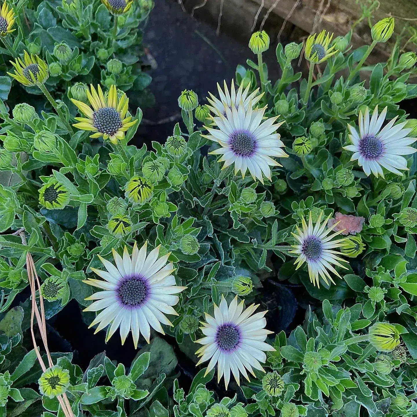 Dimorfotecas de pétalos claros y centro violeta