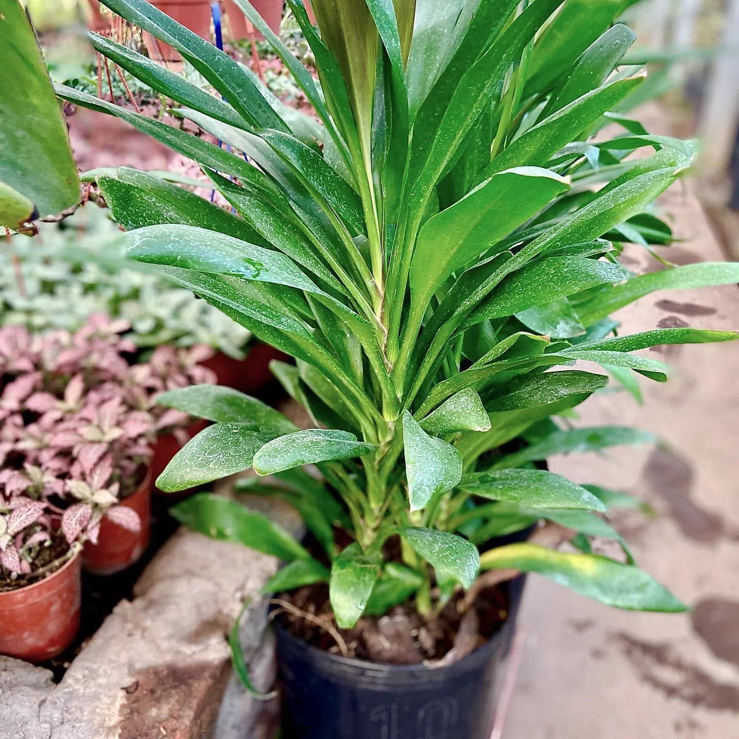 Dracena robusta fotografiada en el vivero
