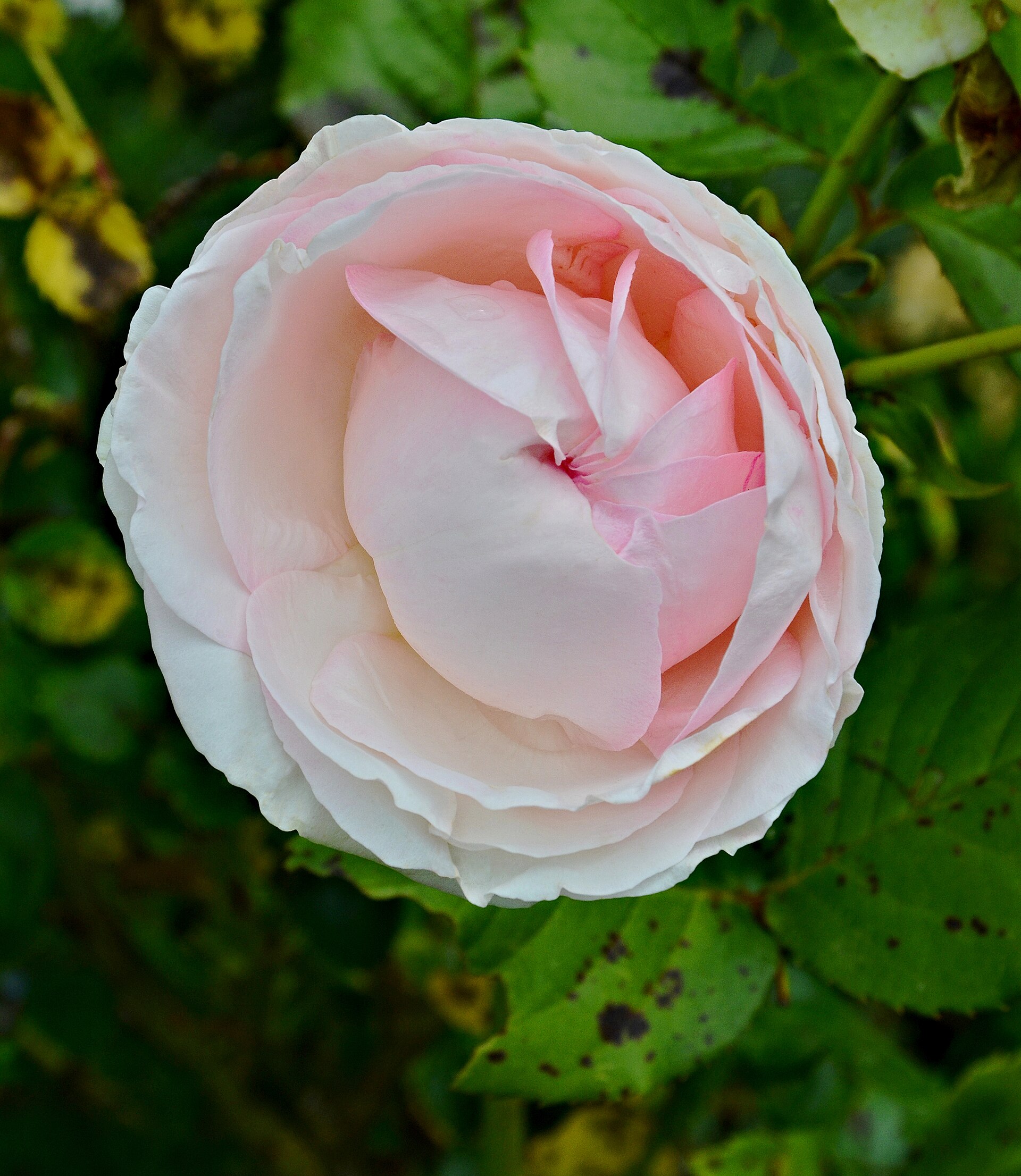 Rosa trepadora Pierre de Ronsard