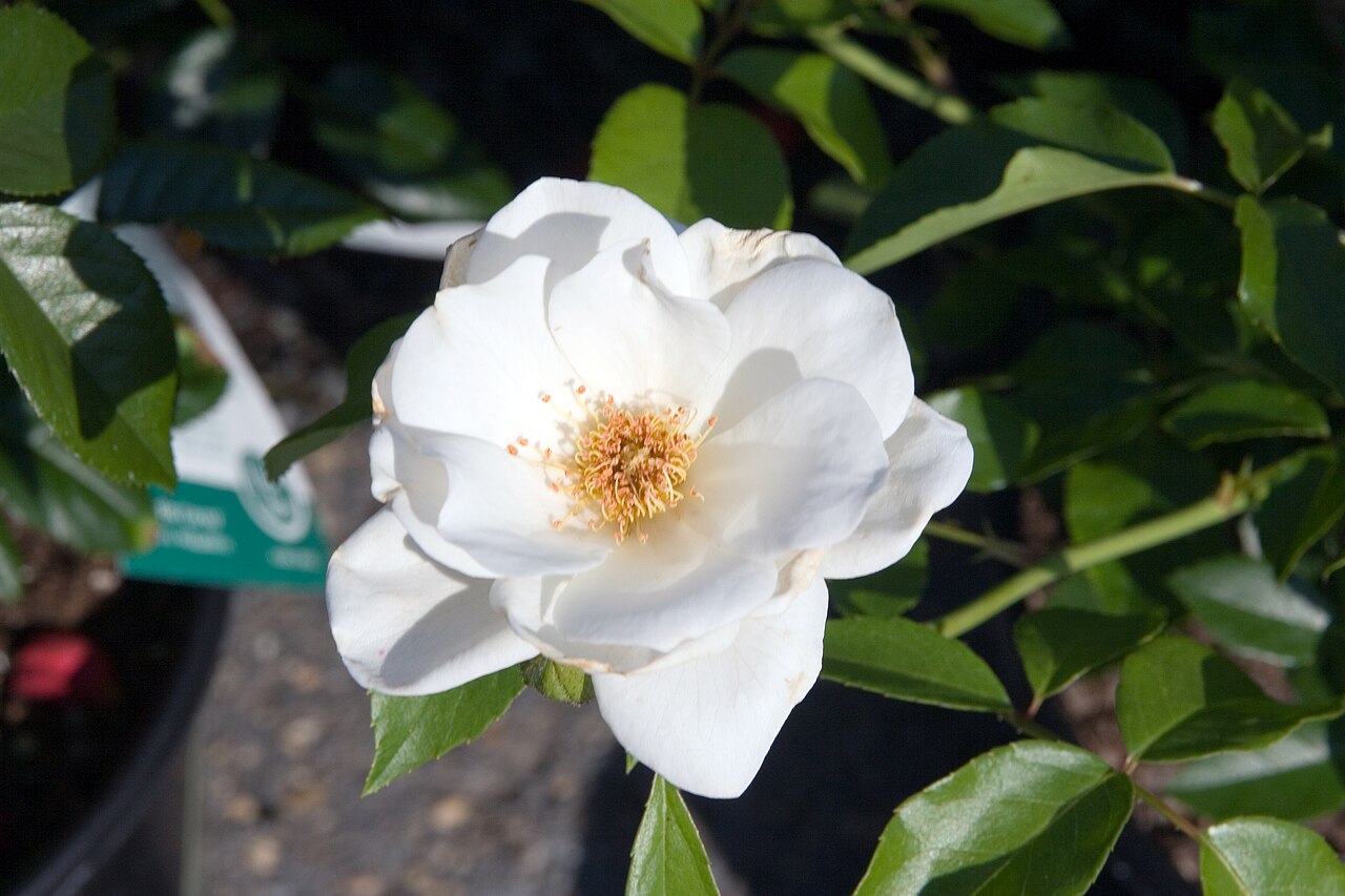 Rosa Iceberg