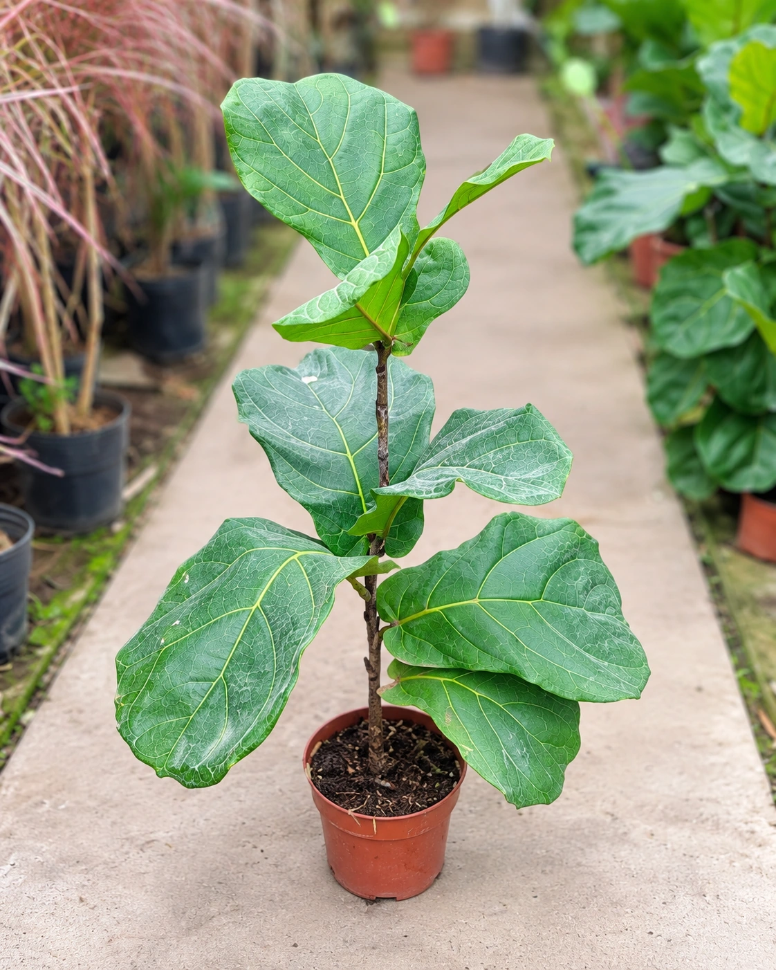 Ficus pandurata