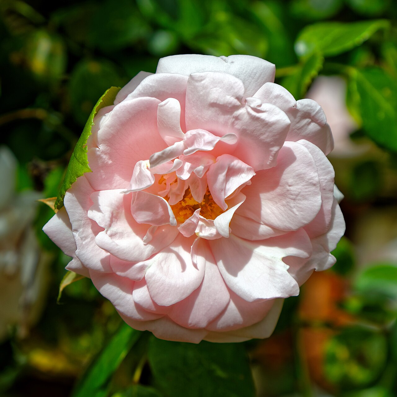 Rosa Trepadora