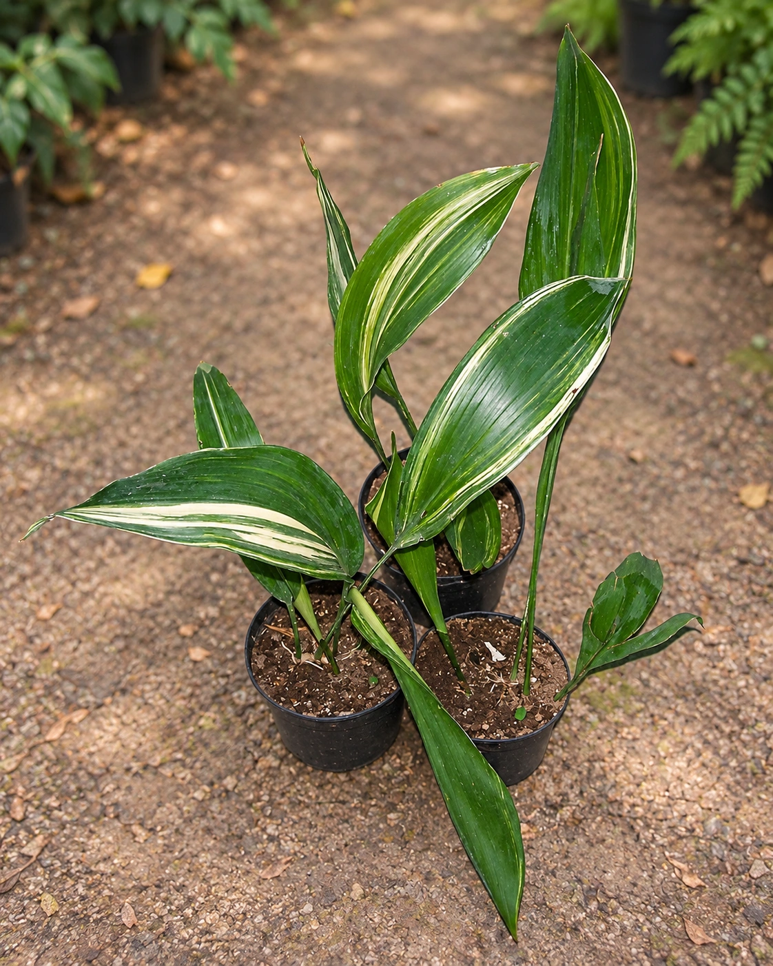 Aspidistra Disciplinado