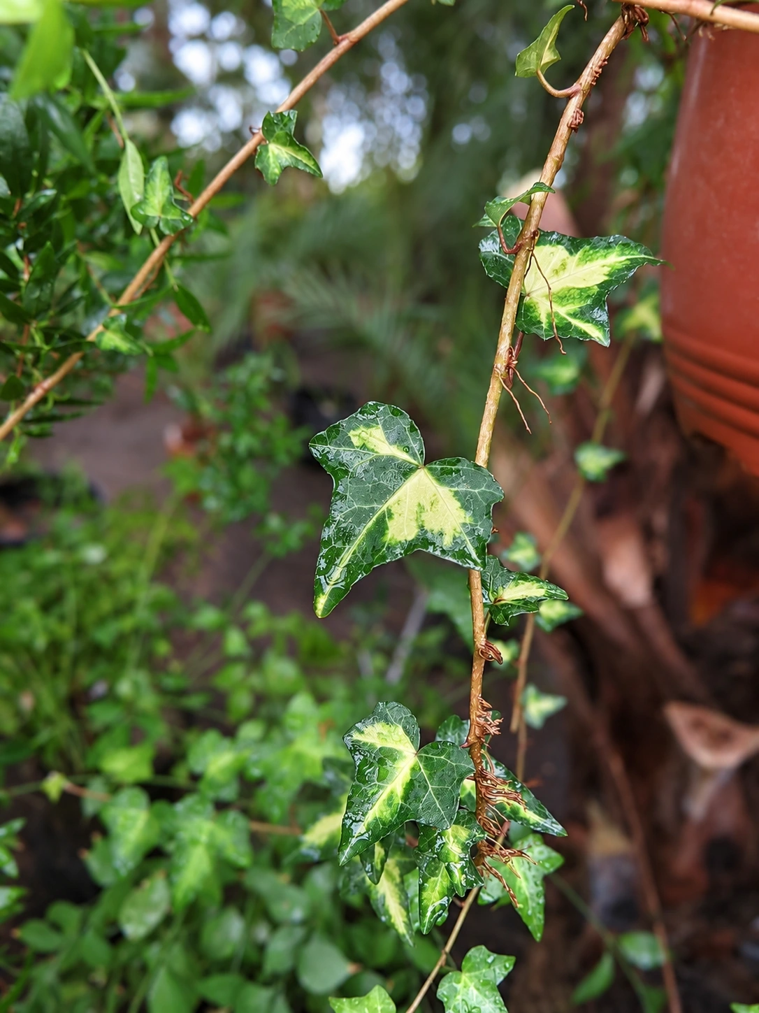 Hedera Corazon De Oro