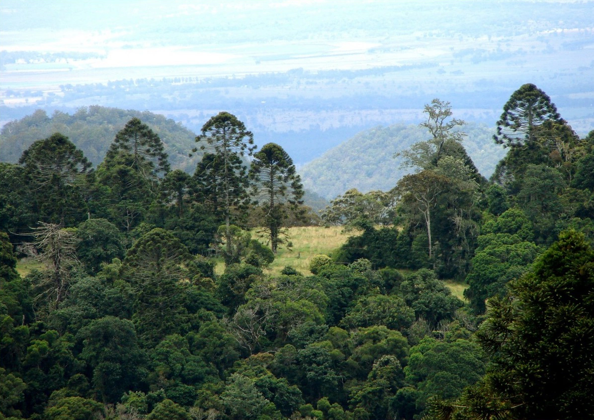 Araucaria Bidwili
