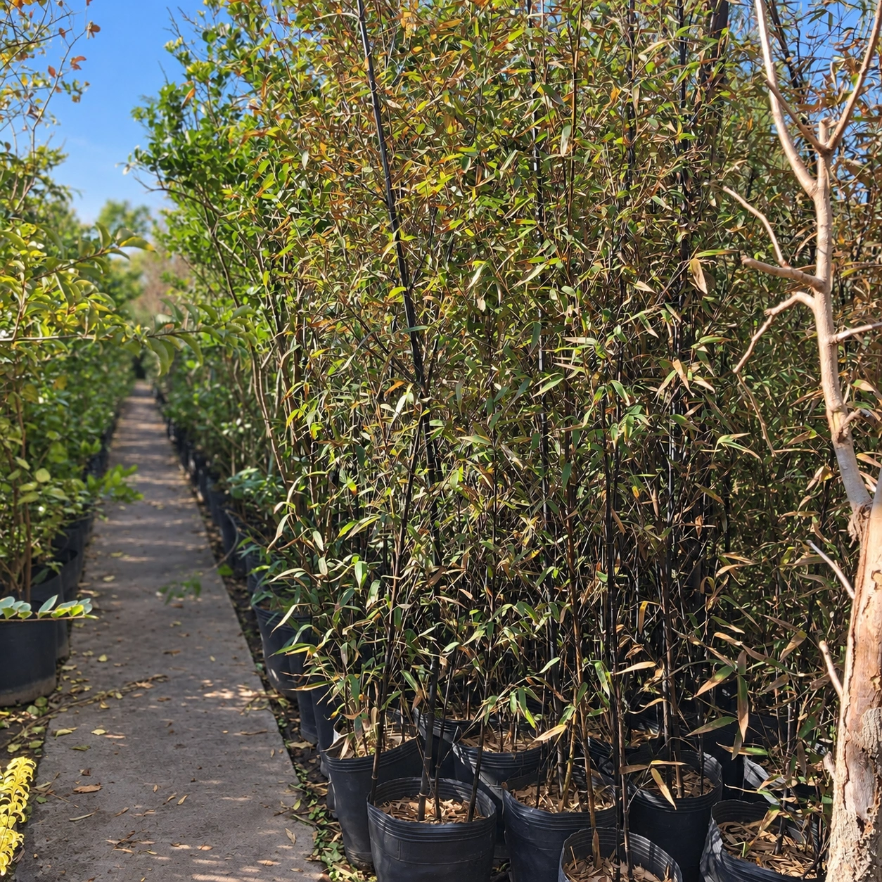 Caña Bambu Negra