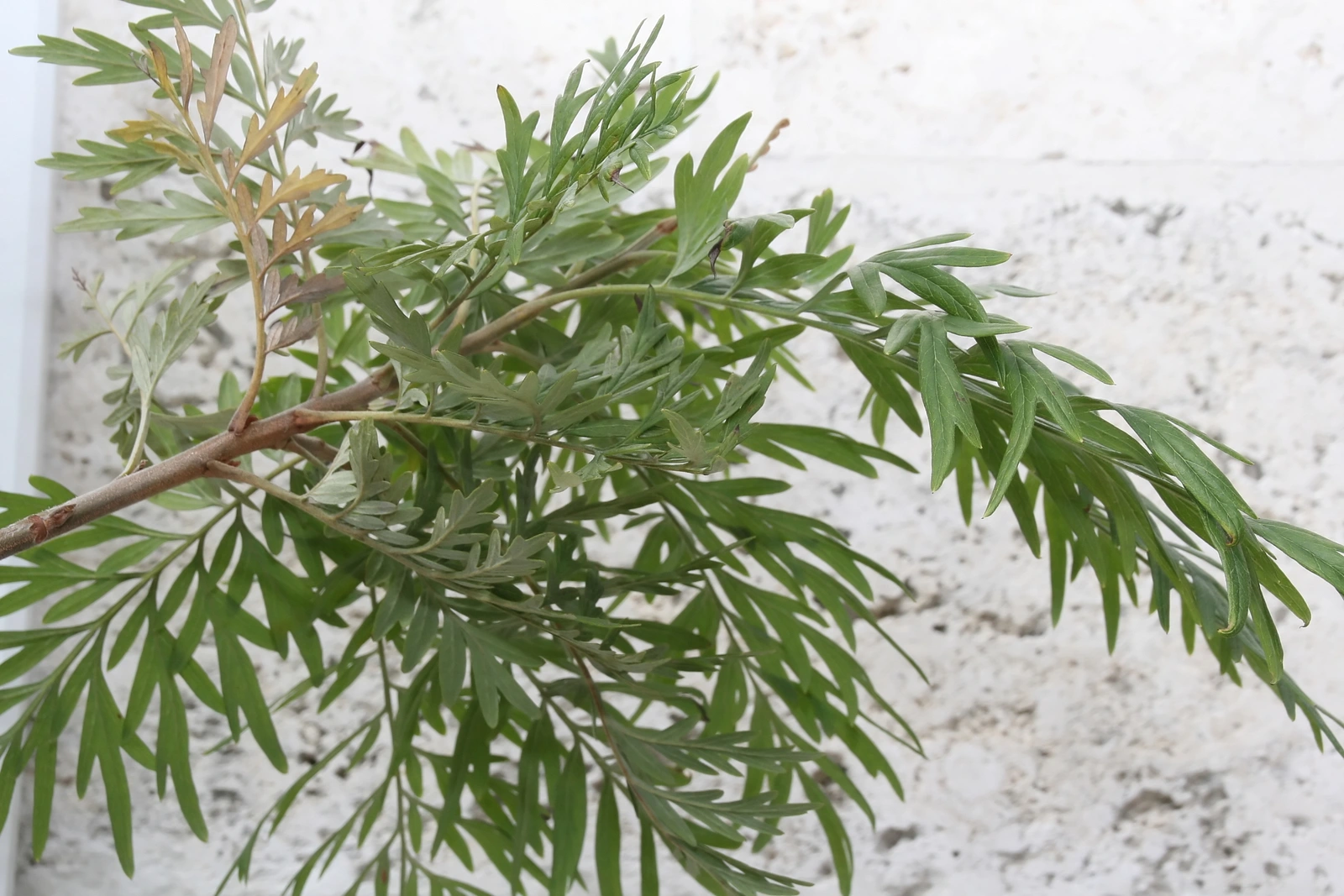 Grevillea Robusta