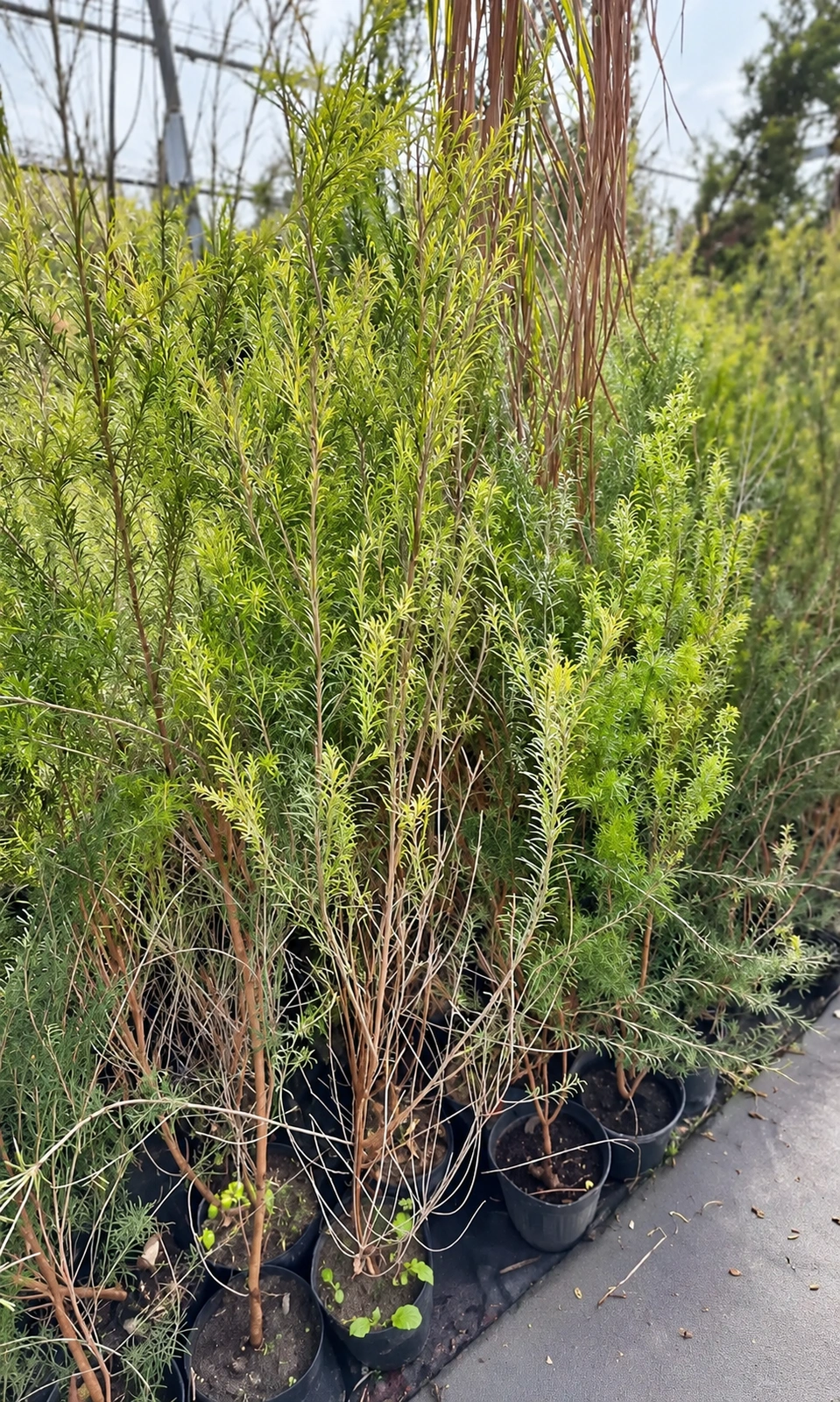 Melaleuca