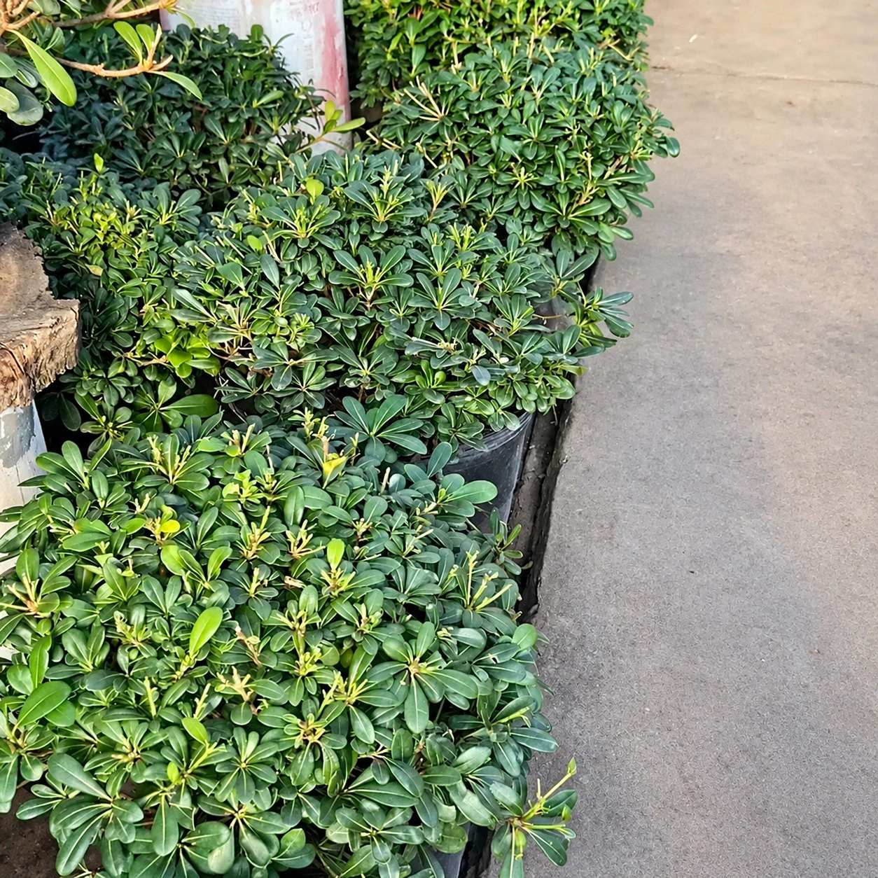 Pittosporum Tobira Nanna