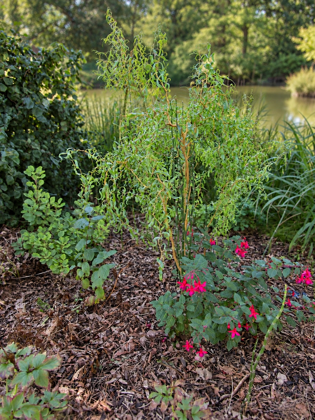 Salix Electrico