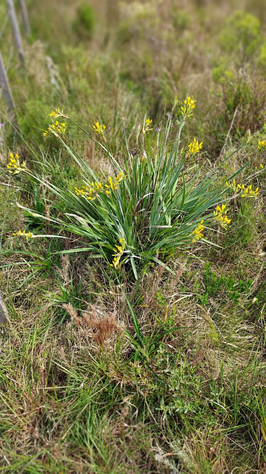 Sisyrinchium Macrocephalum