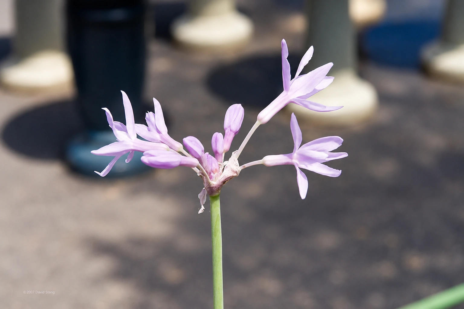 Tulbaghia disciplinada