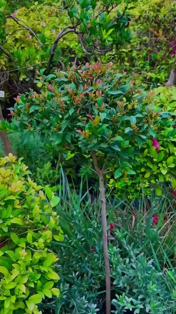 Eugenia Myrtifolia Topiado Arbolito