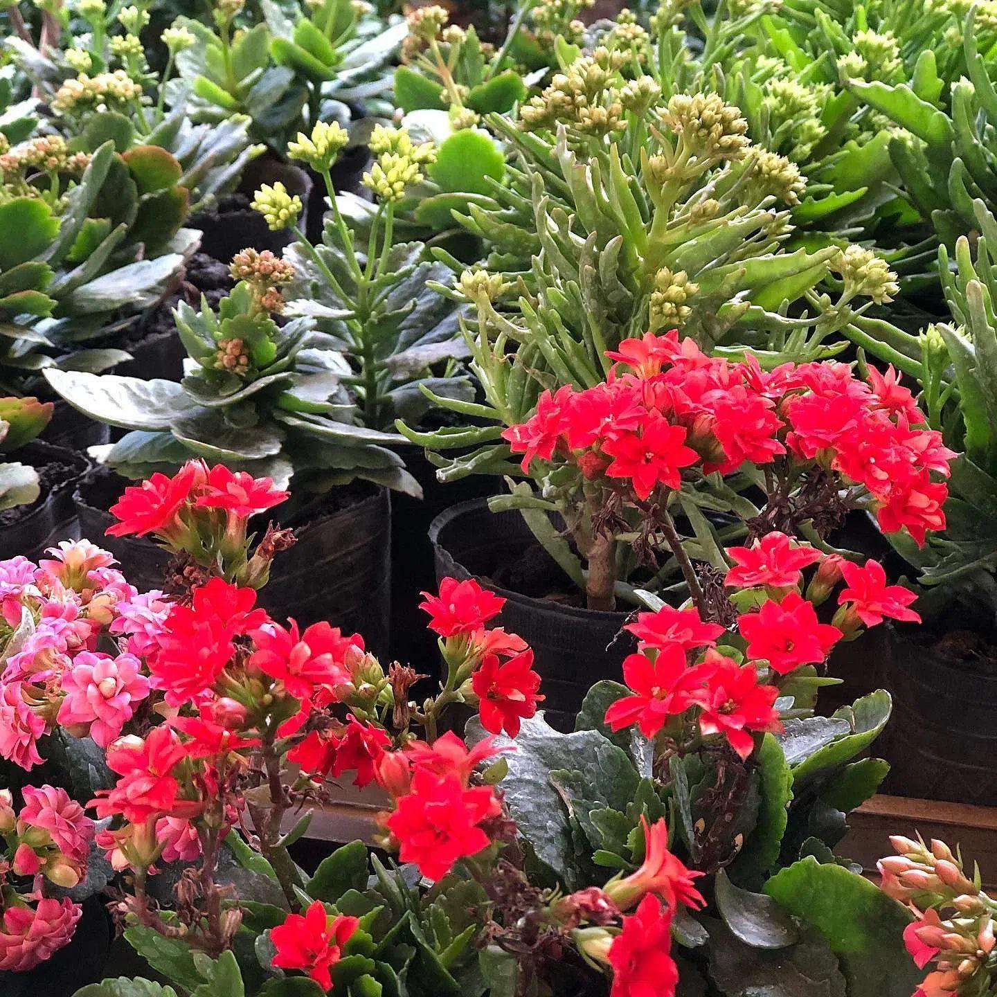 Kalanchoe