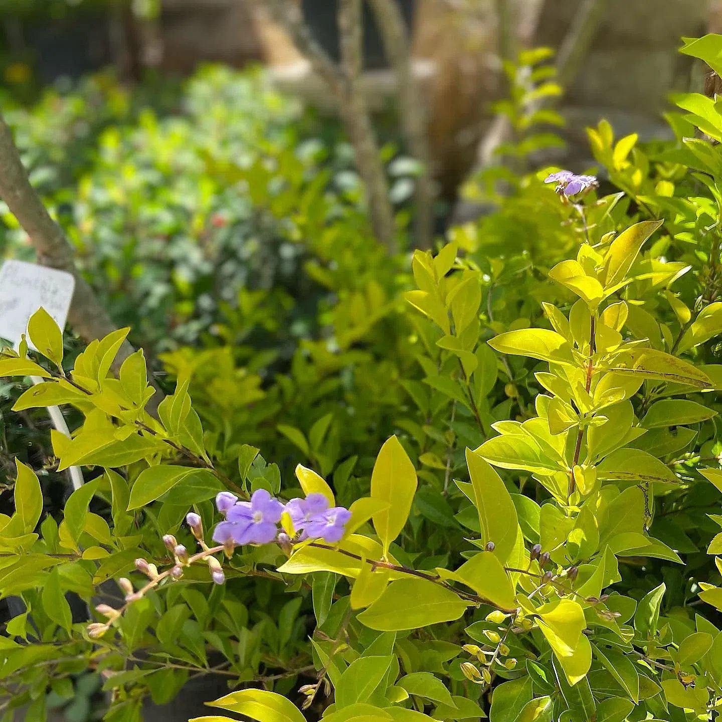 Follaje dorado de duranta aurea