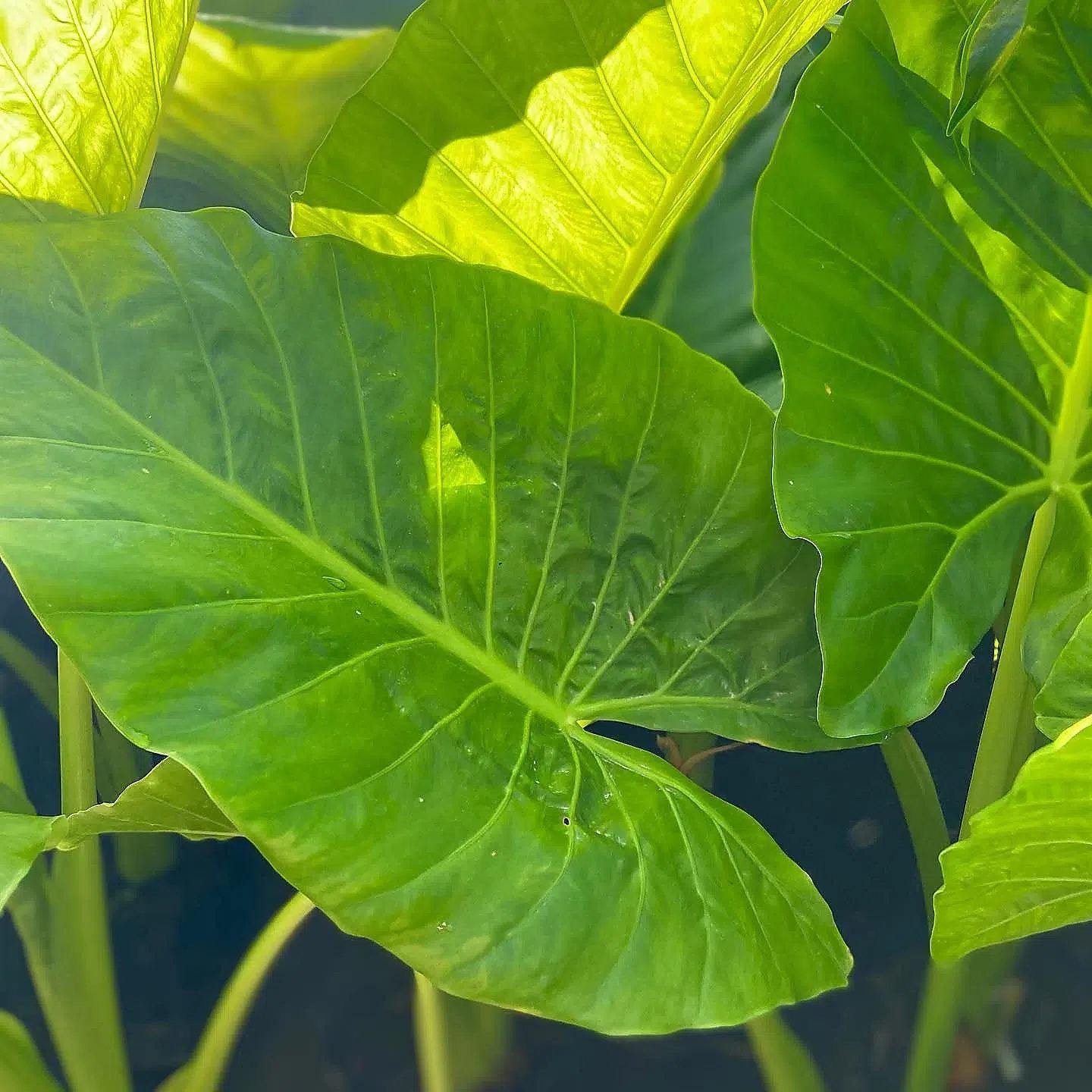 Hojas verdes de Alocasia macrorrhiza