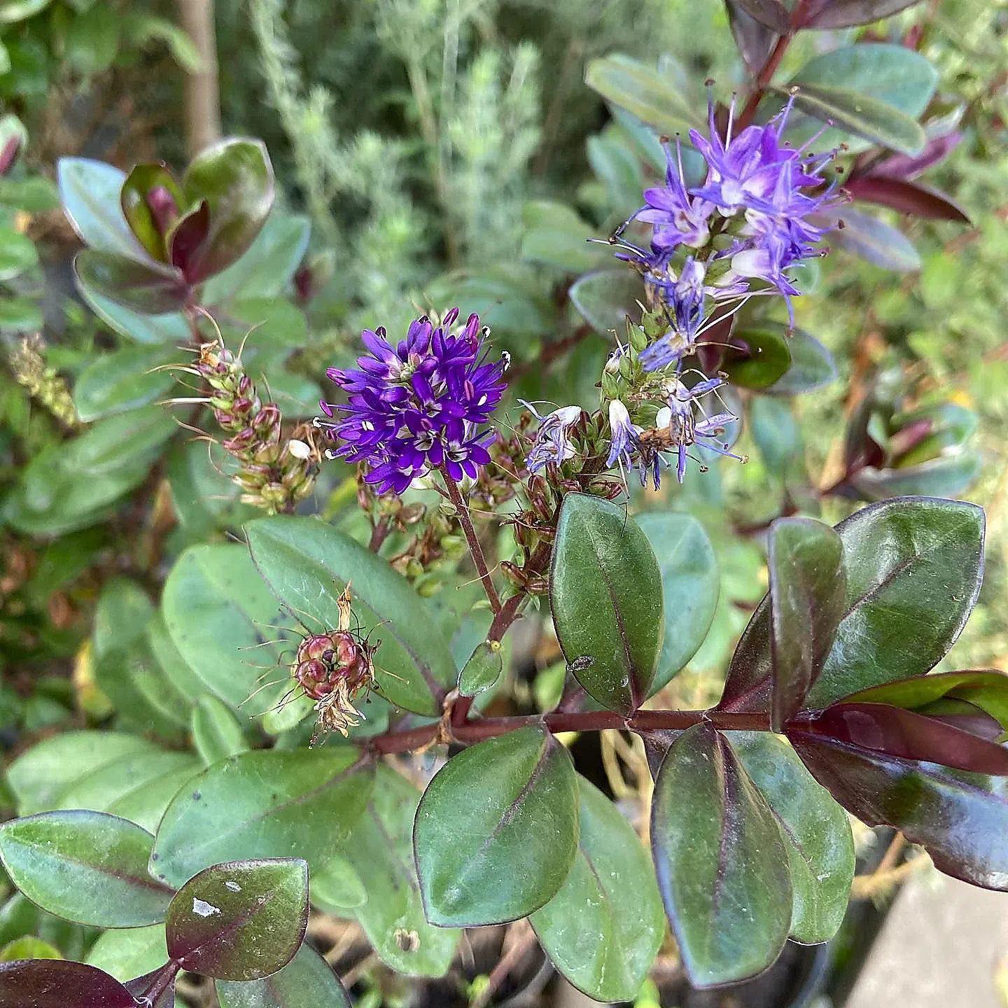 Flores violetas de hebe