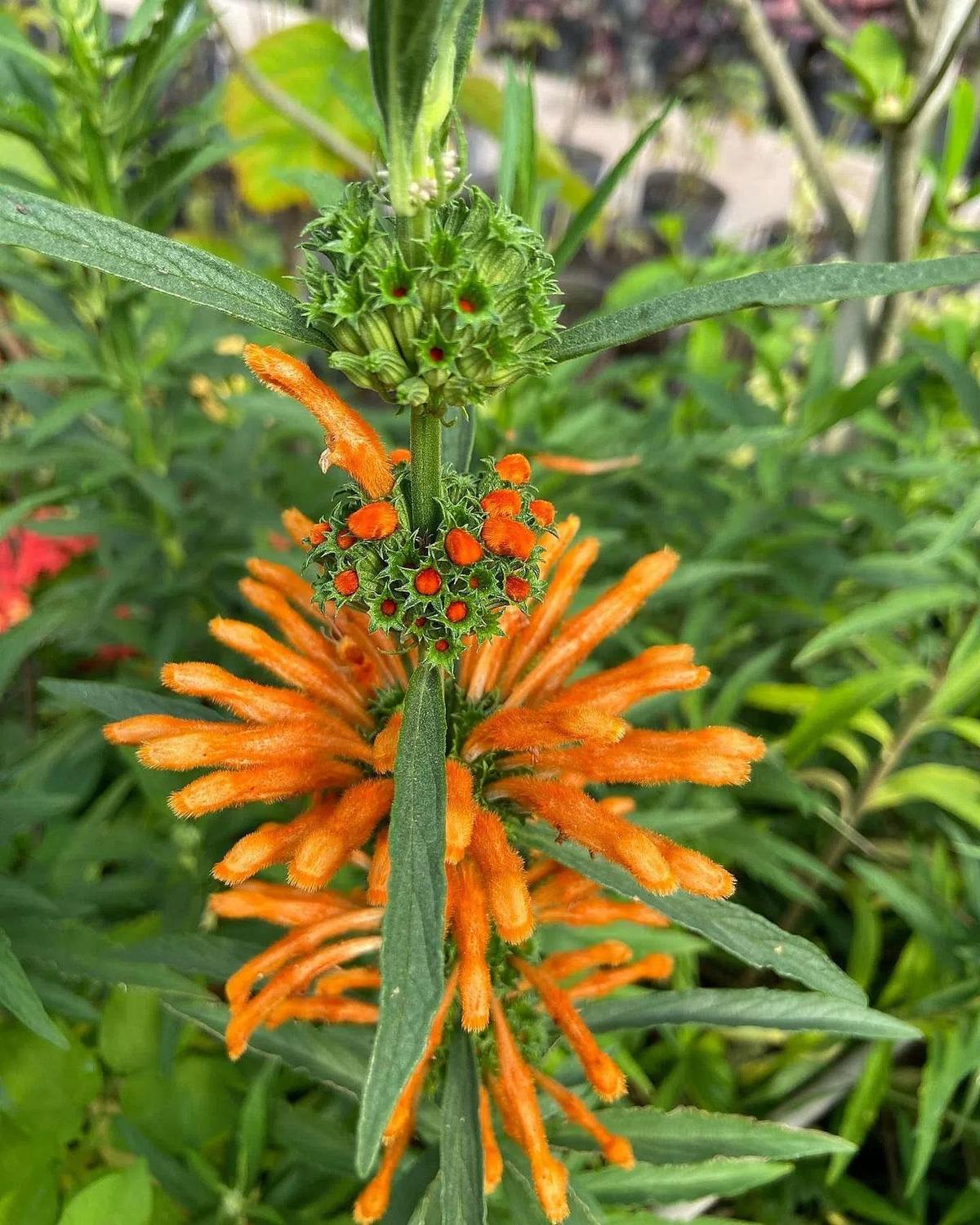 Leonotis · floración naranja · foto publicada por Vivero Kaki