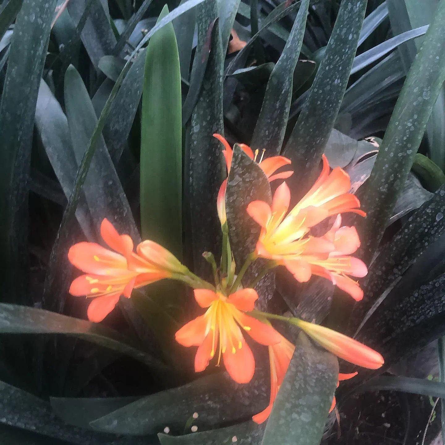 Clivia Doble Naranja