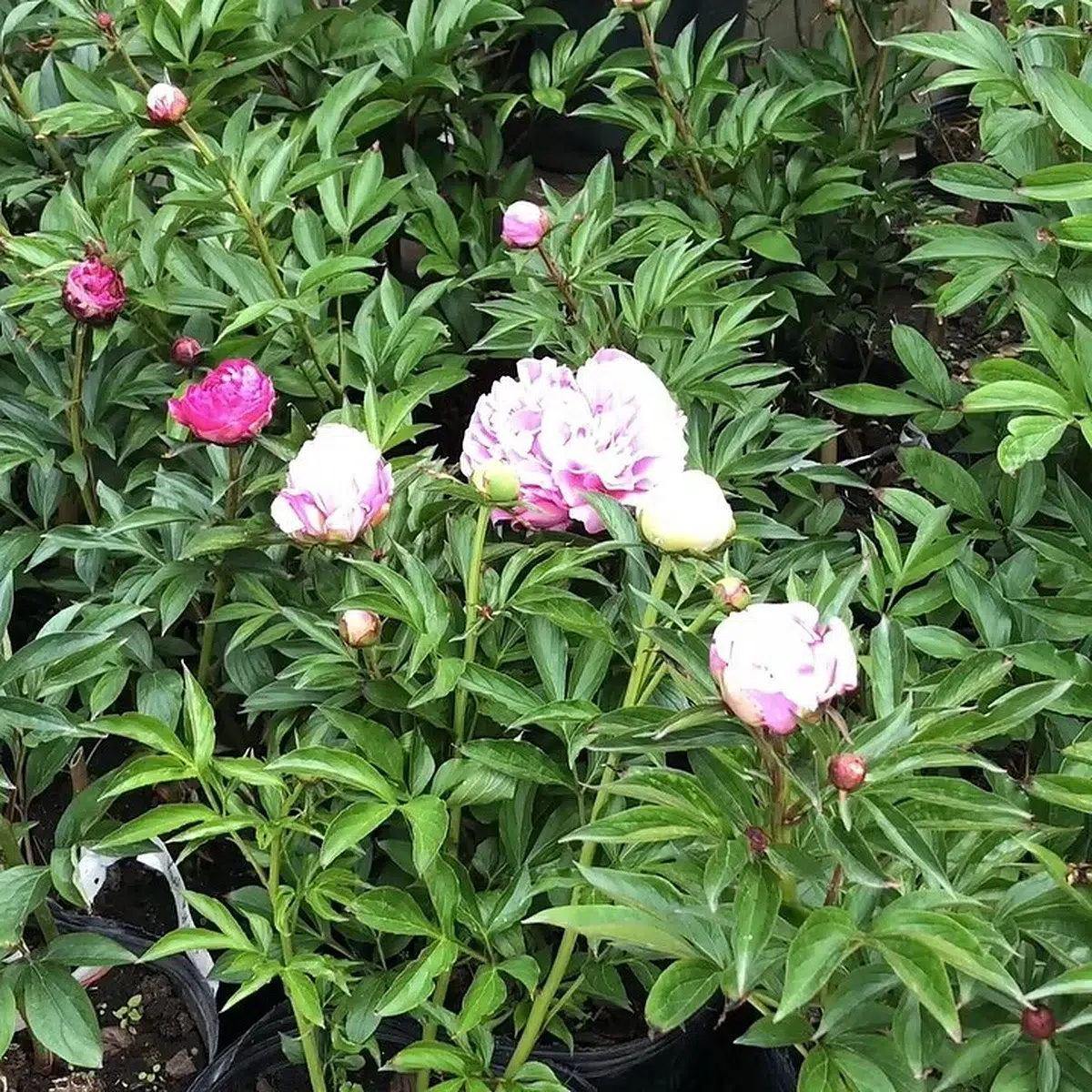 Peonía rosa · floración entre otras peonías · foto publicada por Vivero Kaki