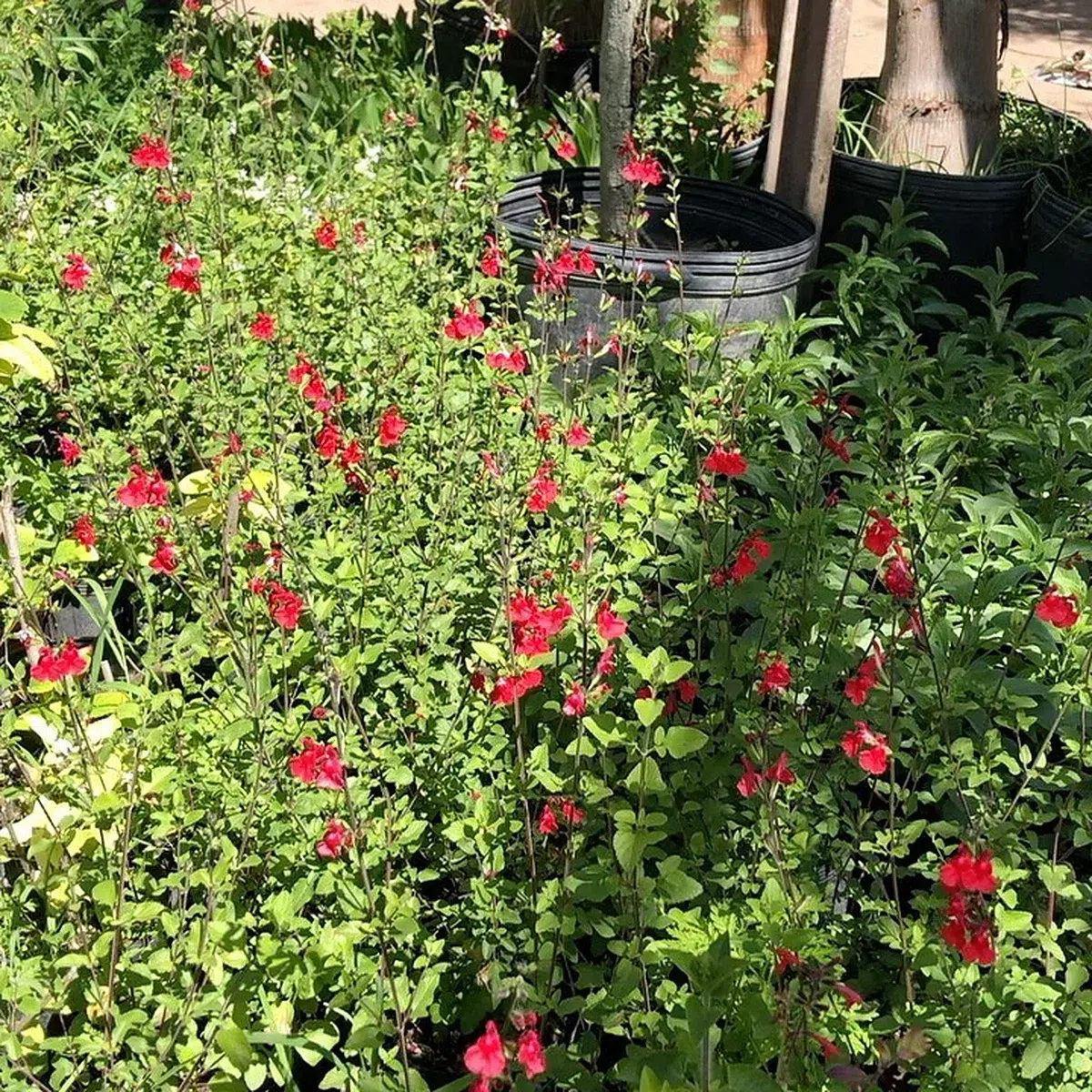 Salvias variadas · flor roja · foto publicada por Vivero Kaki