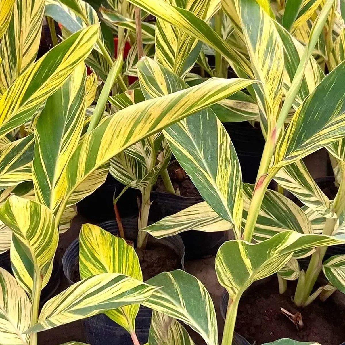 Alpinia zerumbet variegada · follaje · foto publicada por Vivero Kaki