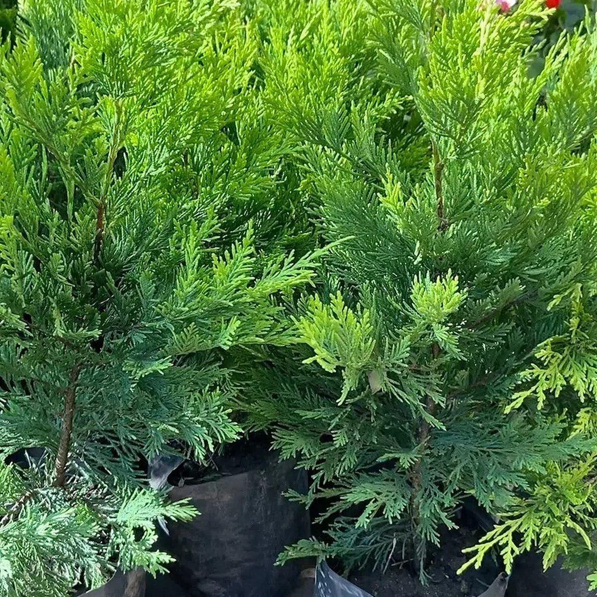 Leylandii · plantas en el vivero · foto publicada por Vivero Kaki