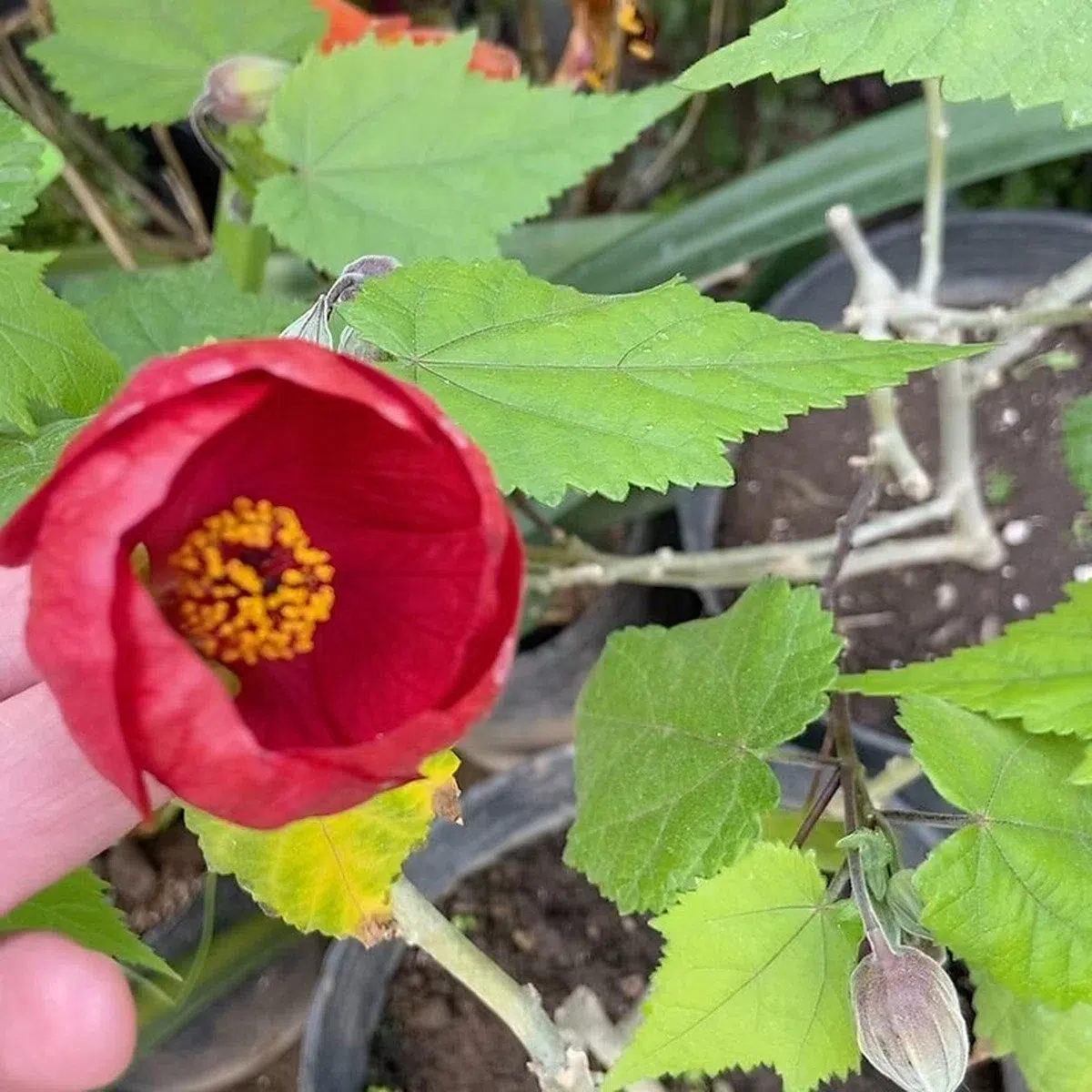Abutilón · flor roja · foto publicada por Vivero Kaki