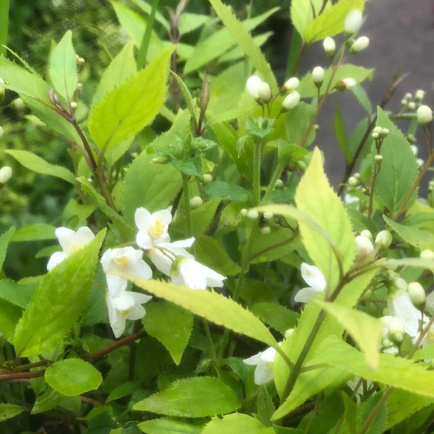 Deutzia · flor blanca · foto publicada por Vivero Kaki
