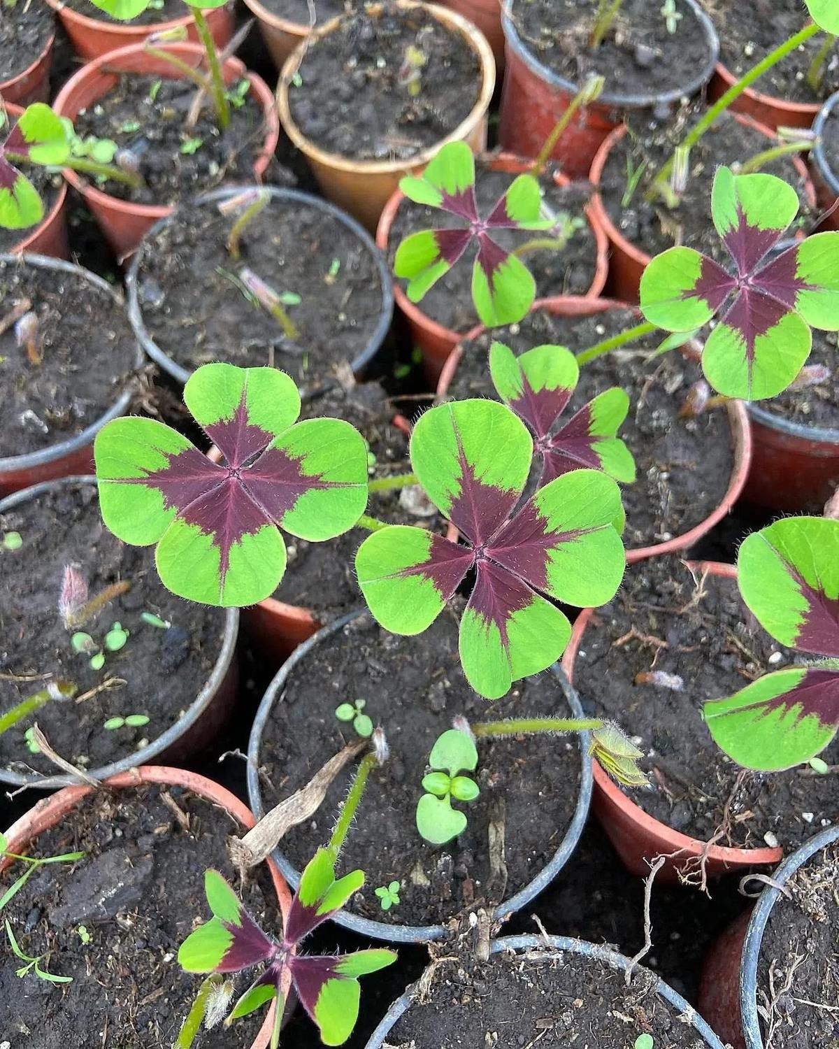 Oxalis de cuatro hojas · follaje · foto publicada por Vivero Kaki