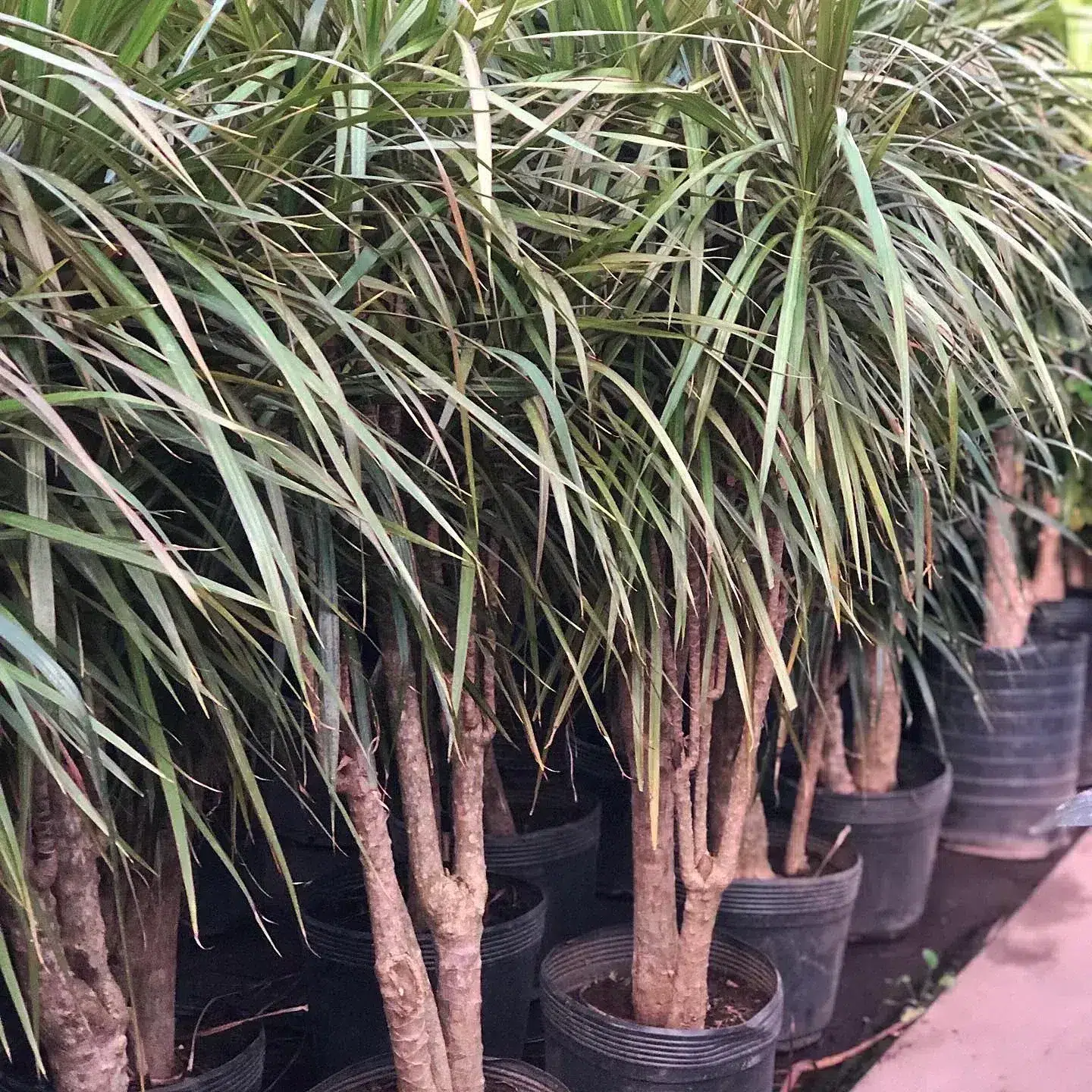 Dracena Marginata