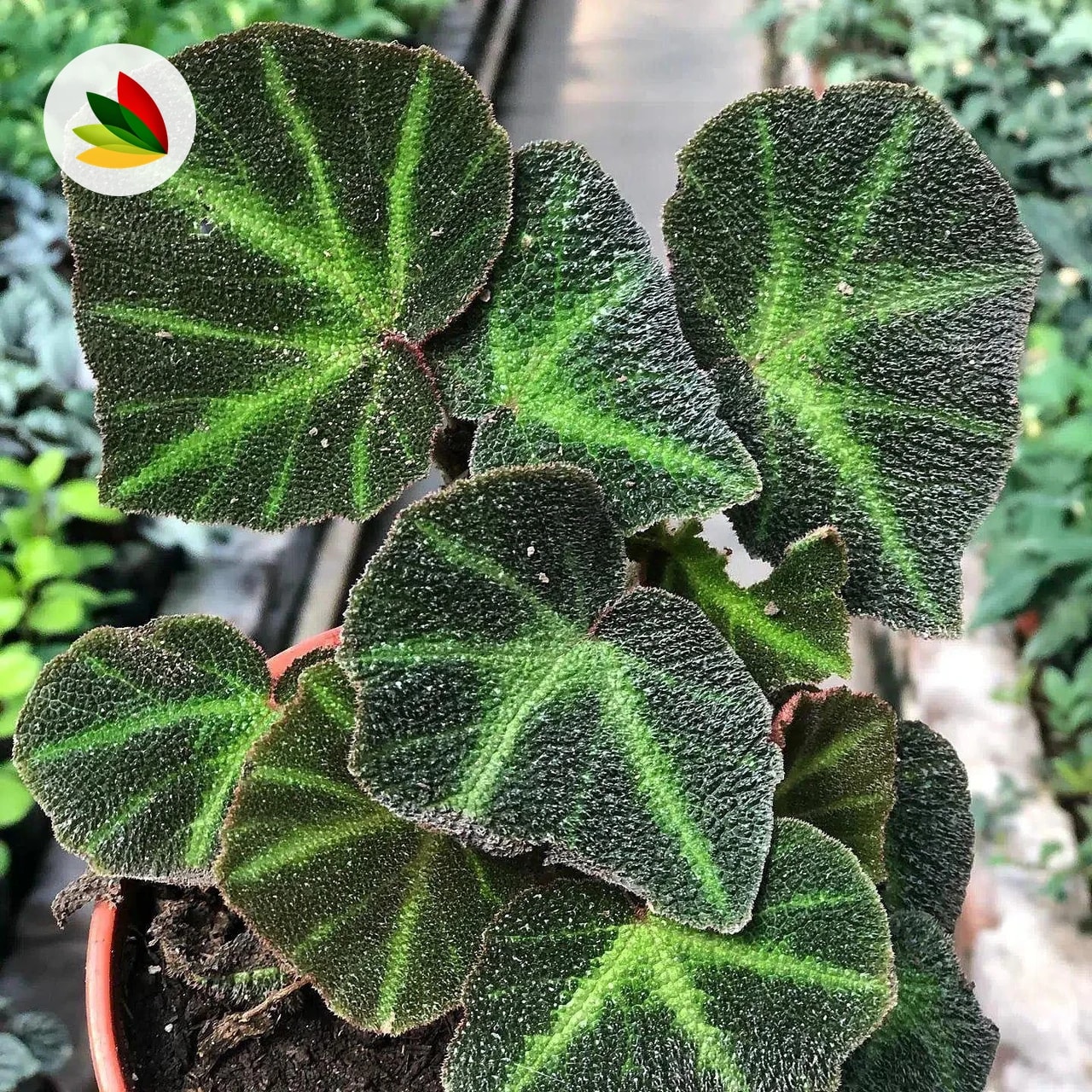Begonia Brasilera