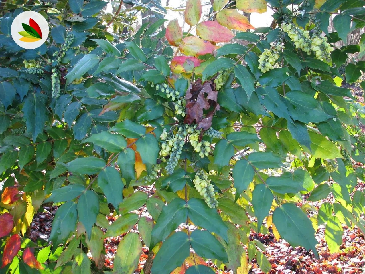 Mahonia Japonica