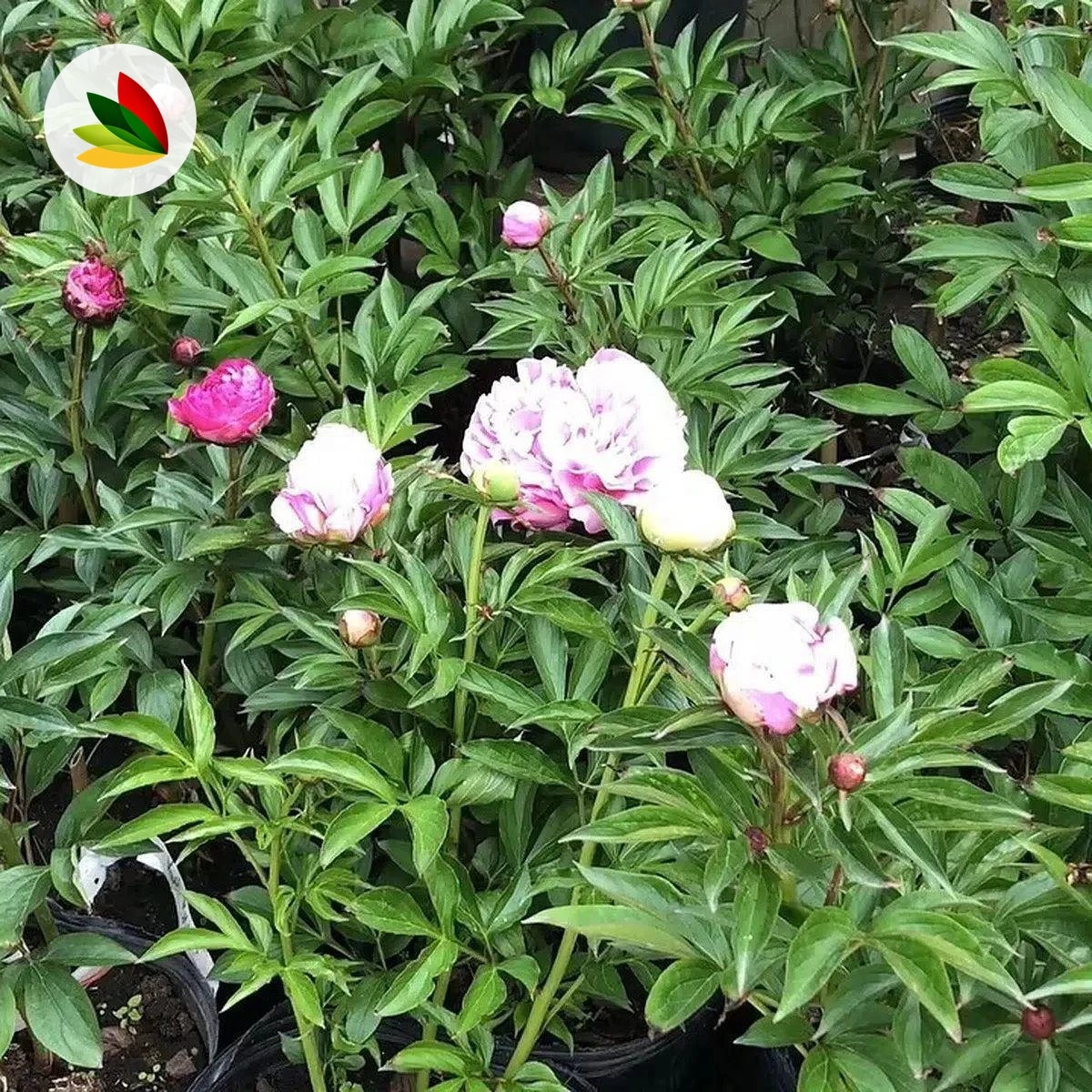 Peonia Rosa Peonia