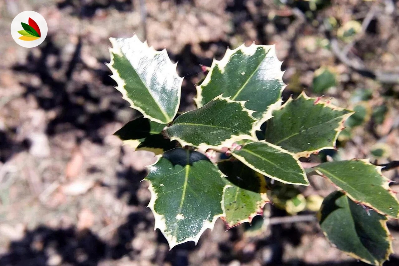 Ilex Aquifolia Variegata