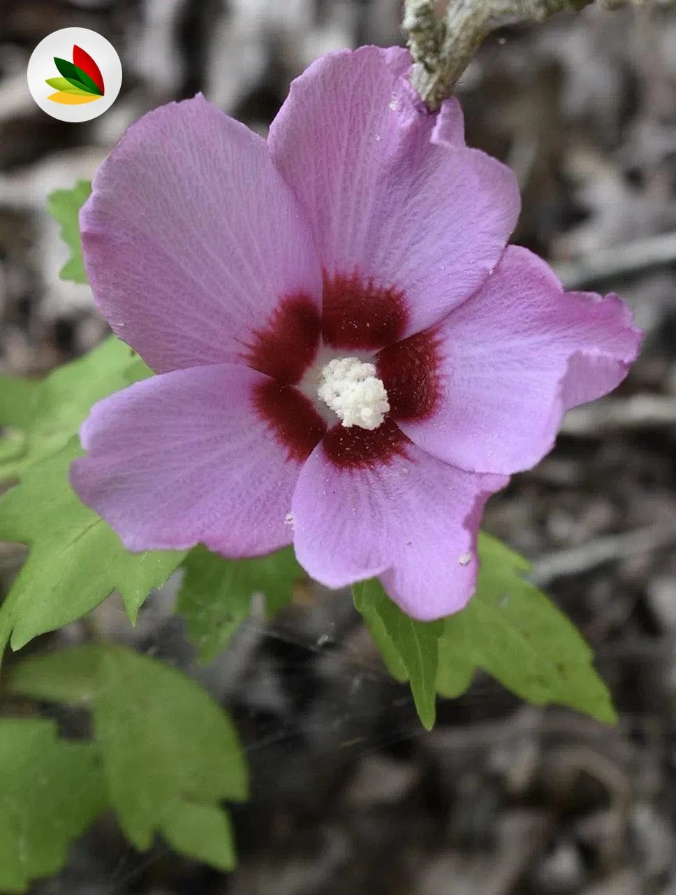 Hibiscus Siriacus