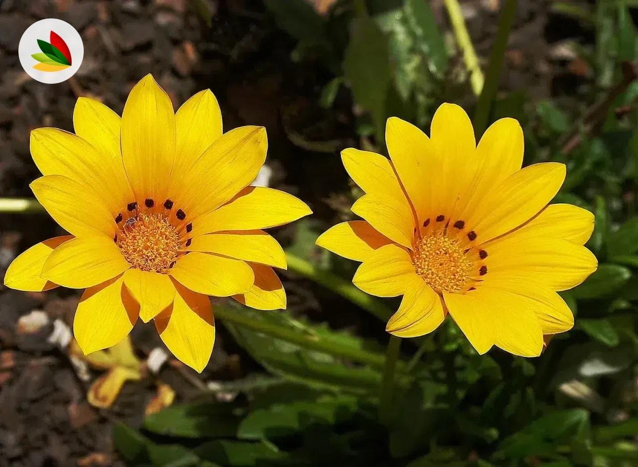 Gazania