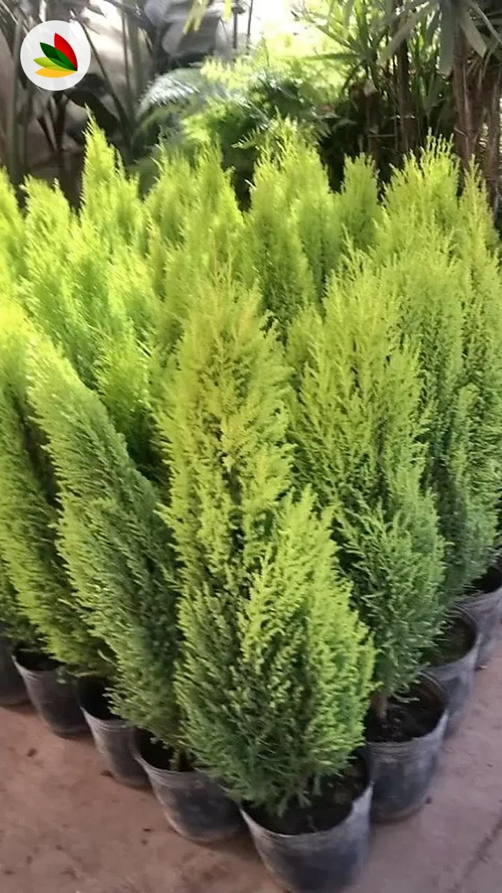 Juniperus Gold Crest Pino Limon